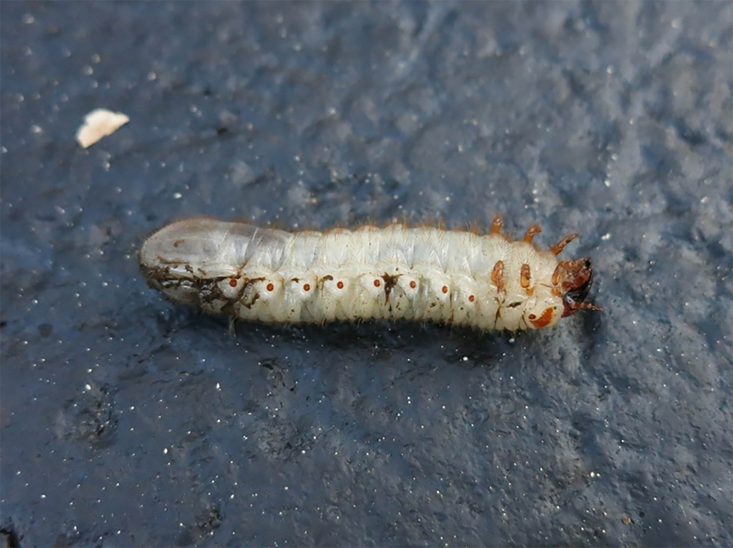 Green June beetle grub. 